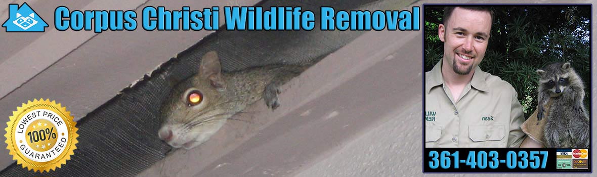 Corpus Christi Wildlife and Animal Removal